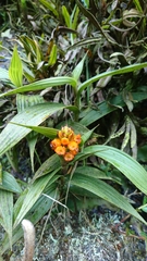 Elleanthus aurantiacus