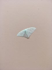 Ditrigona triangularia