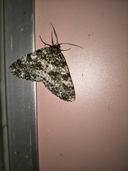 Arichanna picaria