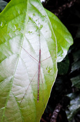 Sipyloidea caeca
