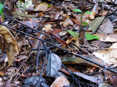 Desmoptera truncatipennis
