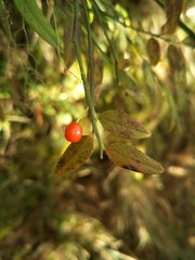 Vaccinium japonicum lasiostemon