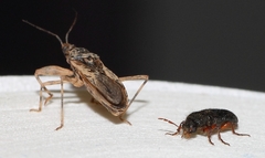 Heteropsoa australis