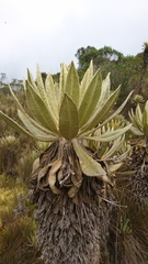 Espeletia hartwegiana