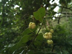 Euonymus spraguei