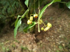 Euonymus spraguei