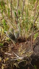 Phlegmariurus brevifolius