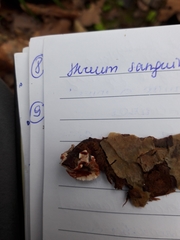 Stereum sanguinolentum