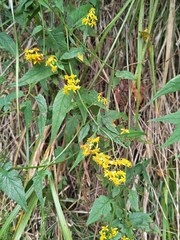 Senecio scandens incisus