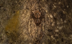 Australomimetus maculosus