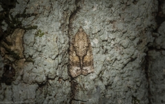 Polylopha epidesma