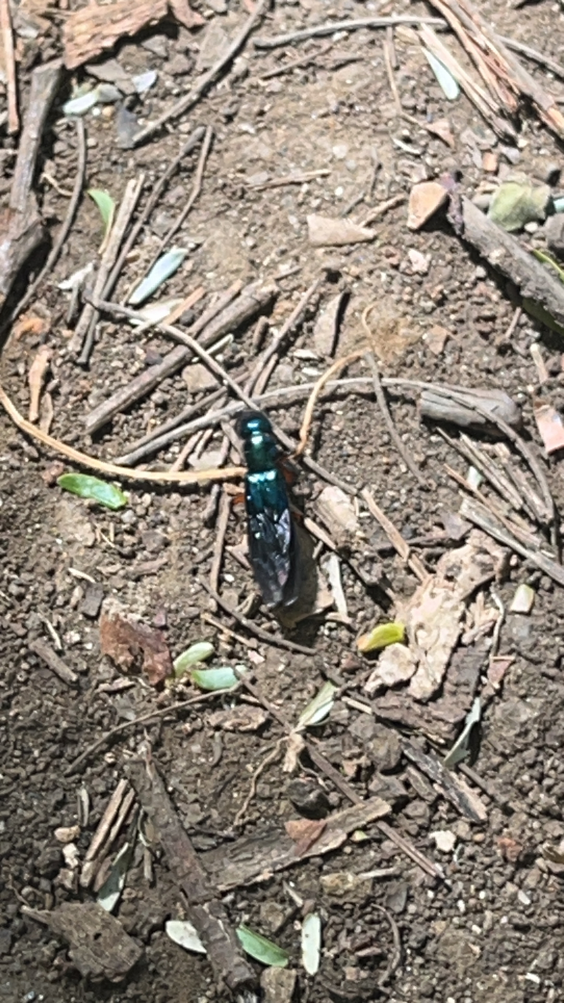 Thrahei Insecte STRI Research Portal Detailed Collection Record Information