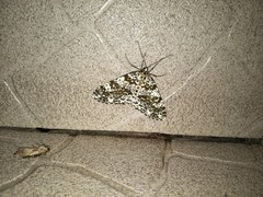 Arichanna picaria