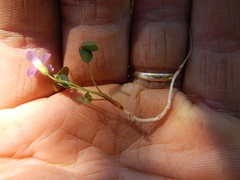 Oxalis caprina