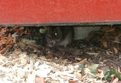 Rattus norvegicus