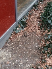 Rattus norvegicus