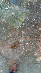 Rattus norvegicus