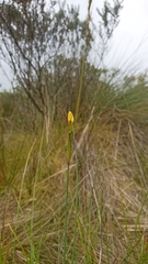 Sisyrinchium jamesonii