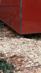 Rattus norvegicus