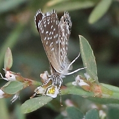 Brephidium metophis