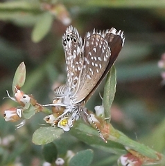 Brephidium metophis