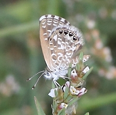 Brephidium metophis