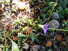 Oxalis caprina