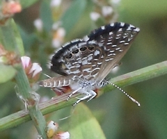 Brephidium metophis