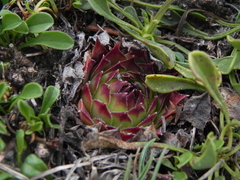 Sempervivum