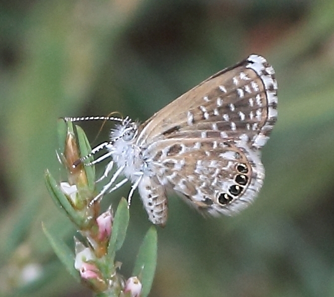 Tinktinkie Pygmy Blue