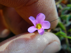 Oxalis caprina