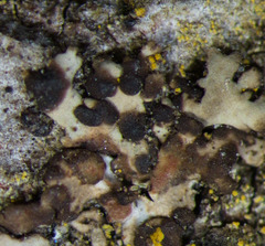 Tremella phaeophysciae