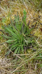 Pedicularis incurva