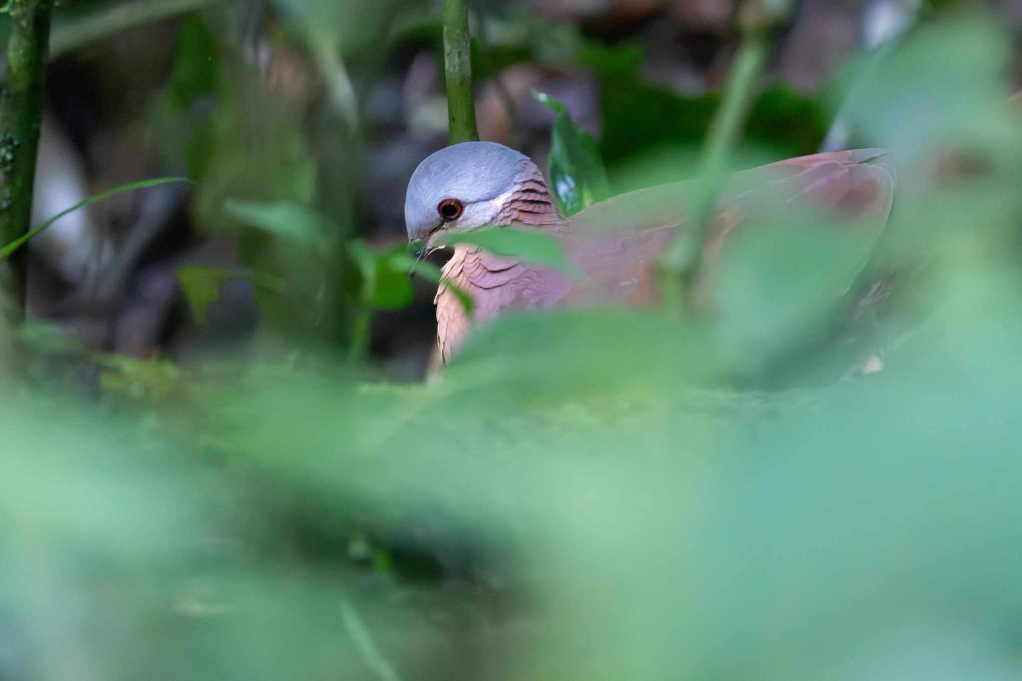 Chiriqui Quail-Dove (Zentrygon chiriquensis), photo 8