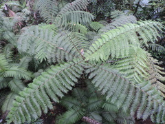 Cyathea rebeccae