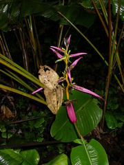 Heliconia aemygdiana