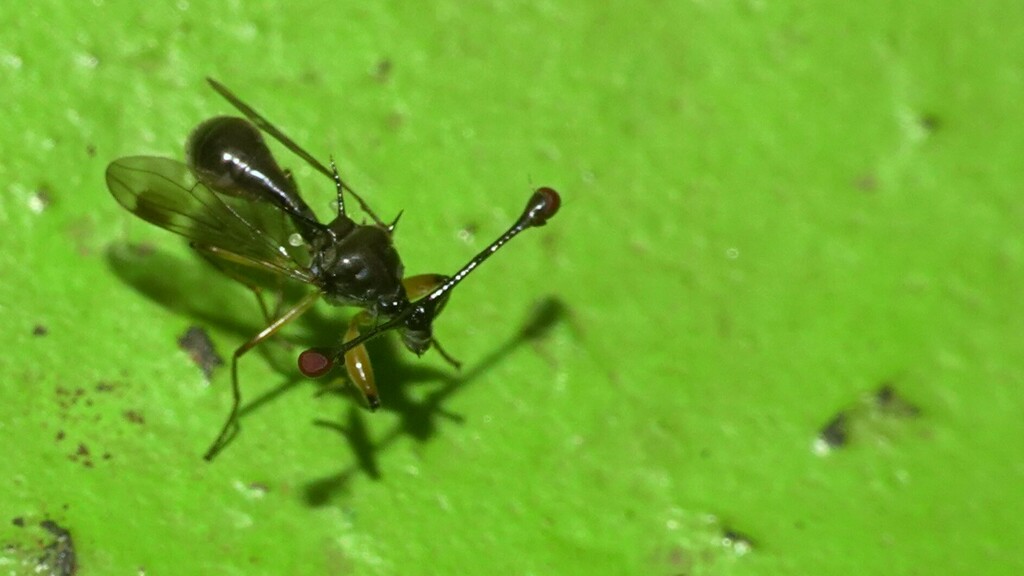 Teleopsis amnoni