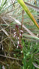 Pedicularis incurva