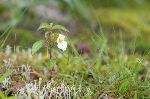 Impatiens serratifolia