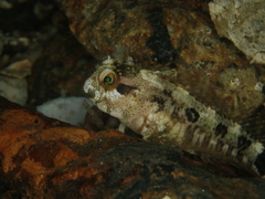 Hypsoblennius sordidus
