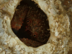 Pilumnoides perlatus