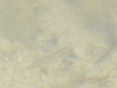 Haemulidae