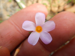 Oxalis burkei