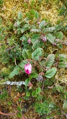 Rubus acanthophyllos