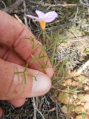 Oxalis burkei
