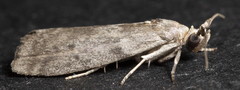 Oreana unicolorella