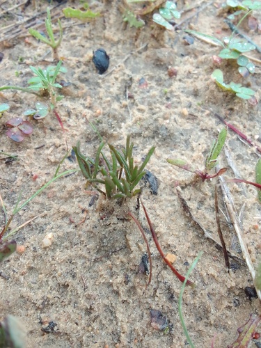 Oxalis argyrophylla (Oxalis argyrophylla)