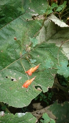 Tropaeolum tuberosum