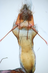 Oreana unicolorella
