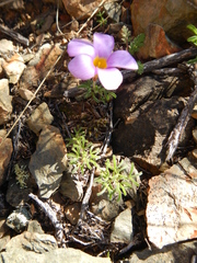 Oxalis burkei